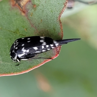 Mordella dumbrelli (Dumbrell's Pintail Beetle) at Lyneham Ridge - 1 Dec 2023 by trevorpreston