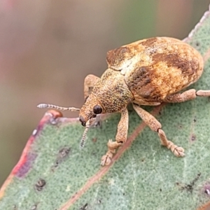 Gonipterus scutellatus at O'Connor Ridge to Gungahlin Grasslands - 1 Dec 2023 12:51 PM