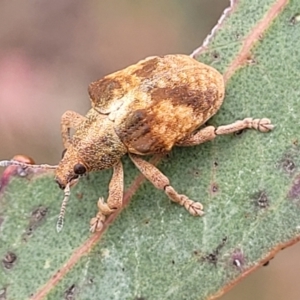 Gonipterus scutellatus at O'Connor Ridge to Gungahlin Grasslands - 1 Dec 2023 12:51 PM