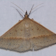 Unidentified Geometer moth (Geometridae) at Bolivia, NSW - 6 Apr 2007 by PJH123