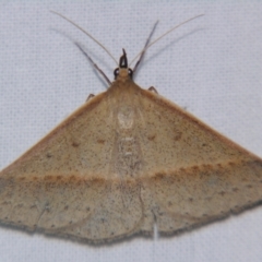 Unidentified Geometer moth (Geometridae) by PJH123