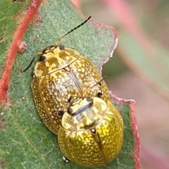 Paropsisterna cloelia (Eucalyptus variegated beetle) at Kaleen, ACT - 1 Dec 2023 by trevorpreston