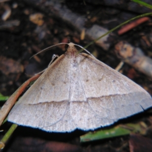 Epidesmia tryxaria at Bolivia, NSW - suppressed