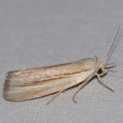 Unidentified Noctuoid moth (except Arctiinae) at Bolivia, NSW - 6 Apr 2007 by PJH123