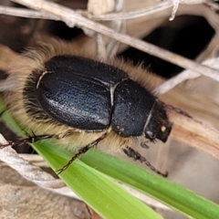 Liparetrus sp. (genus) (Chafer beetle) at Lyneham Ridge - 1 Dec 2023 by trevorpreston