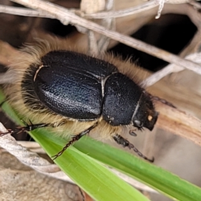 Liparetrus sp. (genus) (Chafer beetle) at Lyneham Ridge - 1 Dec 2023 by trevorpreston