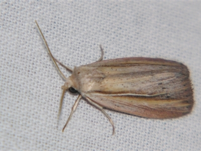 Eurypsyche lewinii (A Noctuid moth (Hadeninae) at Bolivia, NSW - 5 Apr 2007 by PJH123