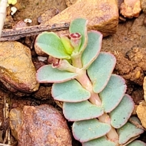 Euphorbia dallachyana at O'Connor Ridge to Gungahlin Grasslands - 1 Dec 2023 12:45 PM