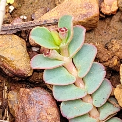 Euphorbia dallachyana (Mat Spurge, Caustic Weed) at Lyneham Ridge - 1 Dec 2023 by trevorpreston