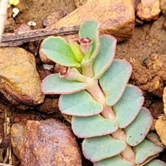 Euphorbia dallachyana (Mat Spurge, Caustic Weed) at Lyneham Ridge - 1 Dec 2023 by trevorpreston