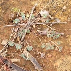 Euphorbia dallachyana at O'Connor Ridge to Gungahlin Grasslands - 1 Dec 2023 12:45 PM