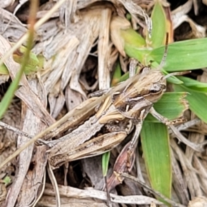 Oedaleus australis at O'Connor Ridge to Gungahlin Grasslands - 1 Dec 2023