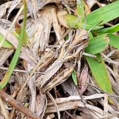 Oedaleus australis at O'Connor Ridge to Gungahlin Grasslands - 1 Dec 2023