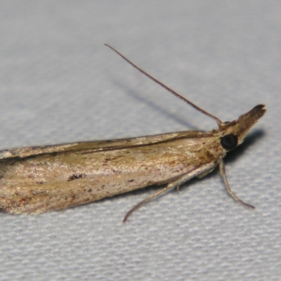 Faveria tritalis (Couchgrass Webworm) at Bolivia, NSW - 5 Apr 2007 by PJH123