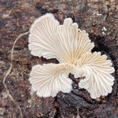 Schizophyllum commune (Split Gill Fungus) at Kaleen, ACT - 1 Dec 2023 by trevorpreston