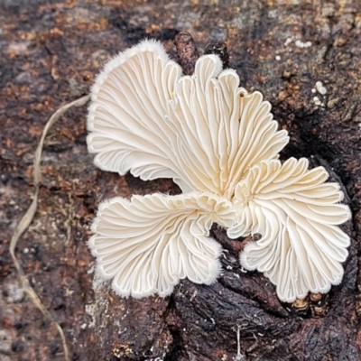 Schizophyllum commune (Split Gill Fungus) at Lyneham Ridge - 1 Dec 2023 by trevorpreston