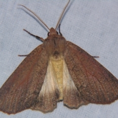 Unidentified Geometer moth (Geometridae) at Bolivia, NSW - 6 Apr 2007 by PJH123