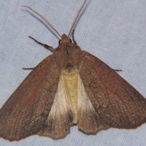 Fisera eribola at Bolivia, NSW - suppressed