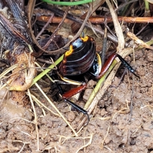 Platyzosteria similis at O'Connor Ridge to Gungahlin Grasslands - 1 Dec 2023