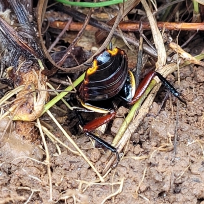 Platyzosteria similis (Red-legged litter runner) at Lyneham Ridge - 1 Dec 2023 by trevorpreston