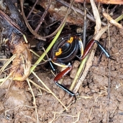 Platyzosteria similis at O'Connor Ridge to Gungahlin Grasslands - 1 Dec 2023 12:43 PM