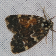 Unidentified Tiger moth (Arctiinae) at Bolivia, NSW - 5 Apr 2007 by PJH123