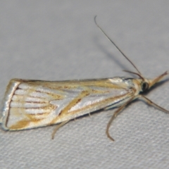 Hednota pleniferellus (A Grass moth) at Bolivia, NSW - 5 Apr 2007 by PJH123