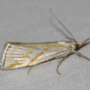 Hednota pleniferellus at Bolivia, NSW - suppressed