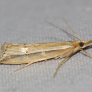 Hednota sp. ANIC6 at Bolivia, NSW - suppressed