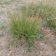 Lolium arundinaceum (Tall Fescue) at Jerrabomberra Grassland - 30 Nov 2023 by CallumBraeRuralProperty