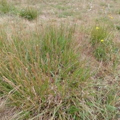 Lolium arundinaceum at Jerrabomberra Grassland - 30 Nov 2023