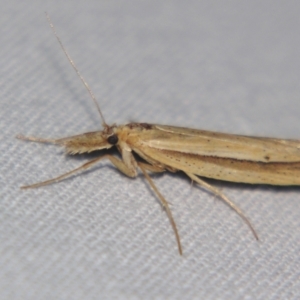 Hednota sp. ANIC6 at Bolivia, NSW - suppressed