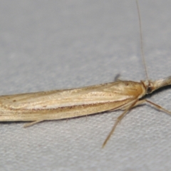 Unverified Pyralid or Snout Moth (Pyralidae & Crambidae) by PJH123
