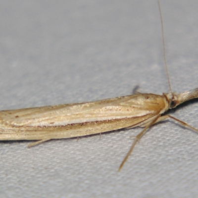 Unidentified Pyralid or Snout Moth (Pyralidae & Crambidae) at Bolivia, NSW - 5 Apr 2007 by PJH123