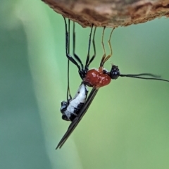 Braconidae (family) (Unidentified braconid wasp) at Holder, ACT - 1 Dec 2023 by Miranda