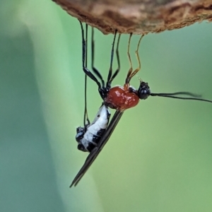 Braconidae (family) at Holder, ACT - 1 Dec 2023 01:22 PM