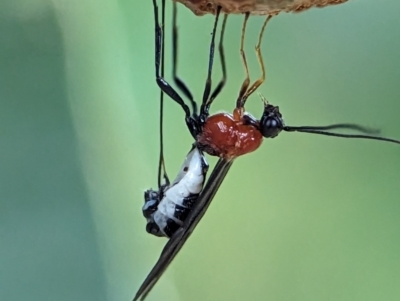 Braconidae (family) (Unidentified braconid wasp) at Holder, ACT - 1 Dec 2023 by Miranda