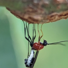 Braconidae (family) at Holder, ACT - 1 Dec 2023