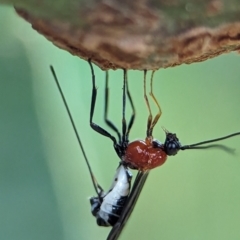 Braconidae (family) at Holder, ACT - 1 Dec 2023