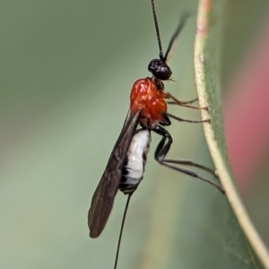 Braconidae (family) at Holder, ACT - 1 Dec 2023