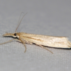 Unidentified Pyralid or Snout Moth (Pyralidae & Crambidae) at Bolivia, NSW - 5 Apr 2007 by PJH123