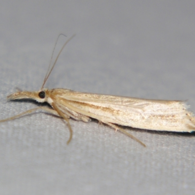 Unverified Pyralid or Snout Moth (Pyralidae & Crambidae) by PJH123