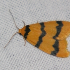 Unidentified Tiger moth (Arctiinae) at Bolivia, NSW - 5 Apr 2007 by PJH123