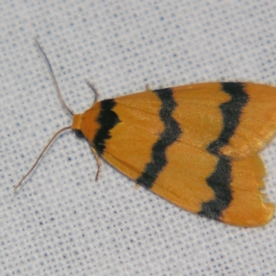 Heliosia jucunda (Heliosia jucunda) at Bolivia, NSW - 5 Apr 2007 by PJH123