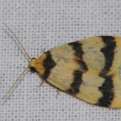 Unidentified Tiger moth (Arctiinae) at Bolivia, NSW - 5 Apr 2007 by PJH123