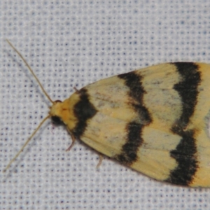 Heliosia jucunda at Bolivia, NSW - suppressed