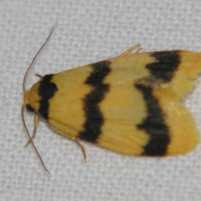 Unidentified Tiger moth (Arctiinae) at Bolivia, NSW - 5 Apr 2007 by PJH123