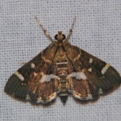 Hymenia perspectalis (Spotted Beet Webworm Moth) by PJH123