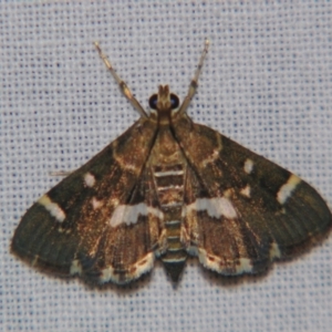 Hymenia perspectalis at suppressed - suppressed