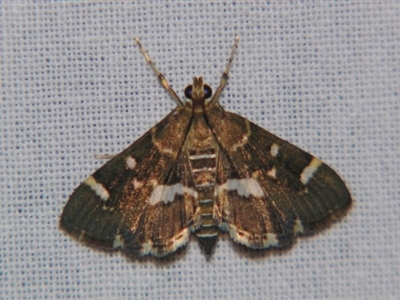 Hymenia perspectalis (Spotted Beet Webworm Moth) by PJH123